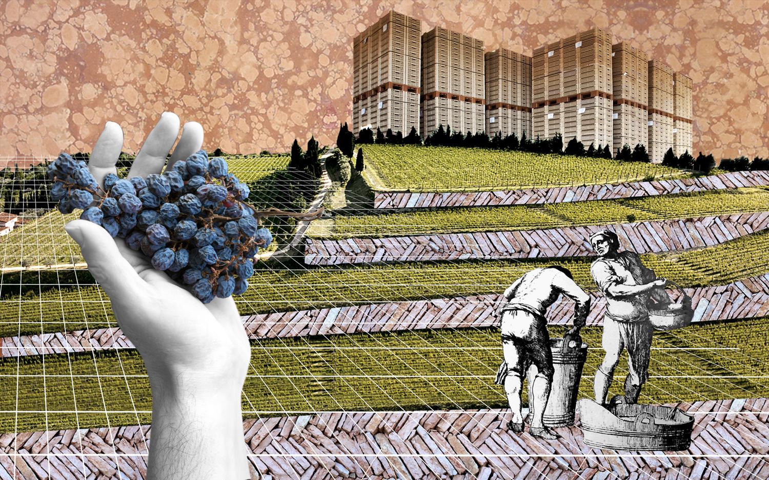 digital collage of wineries, terraces and grapes